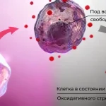 Оксидативный стресс и при чём тут фуллерены Full Energy фуллерены С60, масла с фуллеренами с60 купить