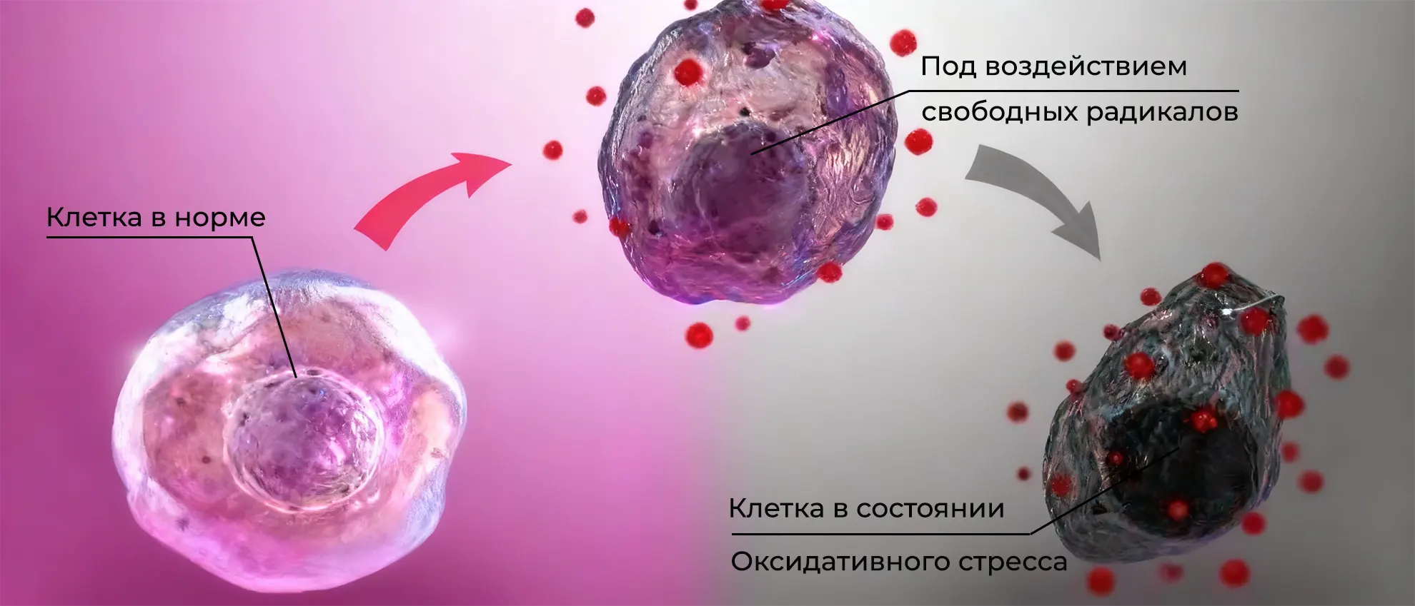 Оксидативный стресс и при чём тут фуллерены Full Energy фуллерены С60, масла с фуллеренами с60 купить Оксидативный стресс и при чём тут фуллерены Full Energy фуллерены С60, масла с фуллеренами с60 купить