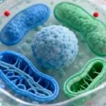 Свободные радикалы: что это такое и как с ними бороться